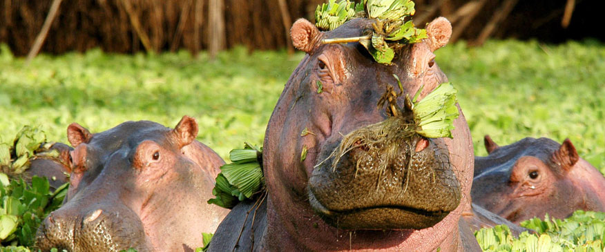 kokopelli-bungalows-zanzibar-safaris-Lake-Manyara-3 kokopelli-bungalows-zanzibar-safaris-Lake-Manyara-3
