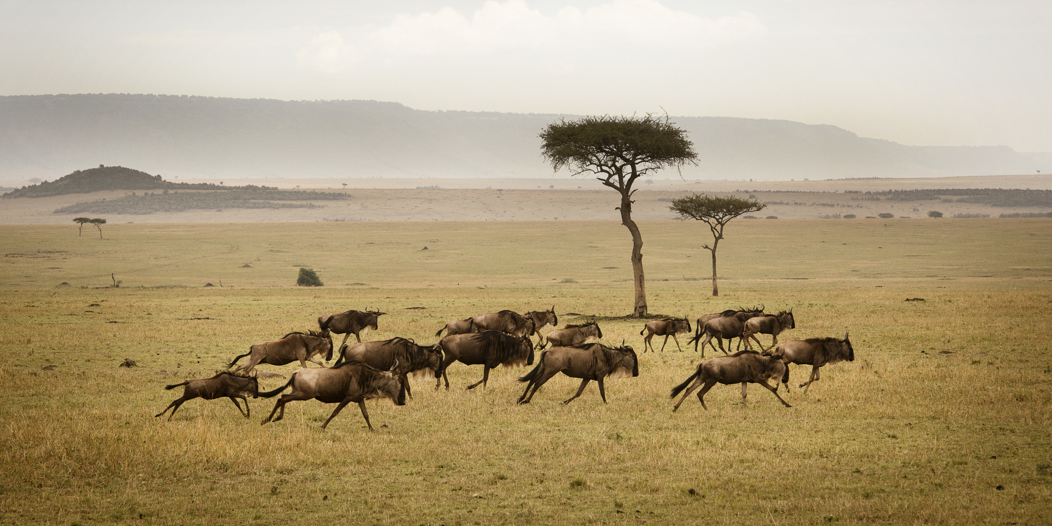 kokopelli-bungalows-zanzibar-safaris-serengeti-1 kokopelli-bungalows-zanzibar-safaris-serengeti-1