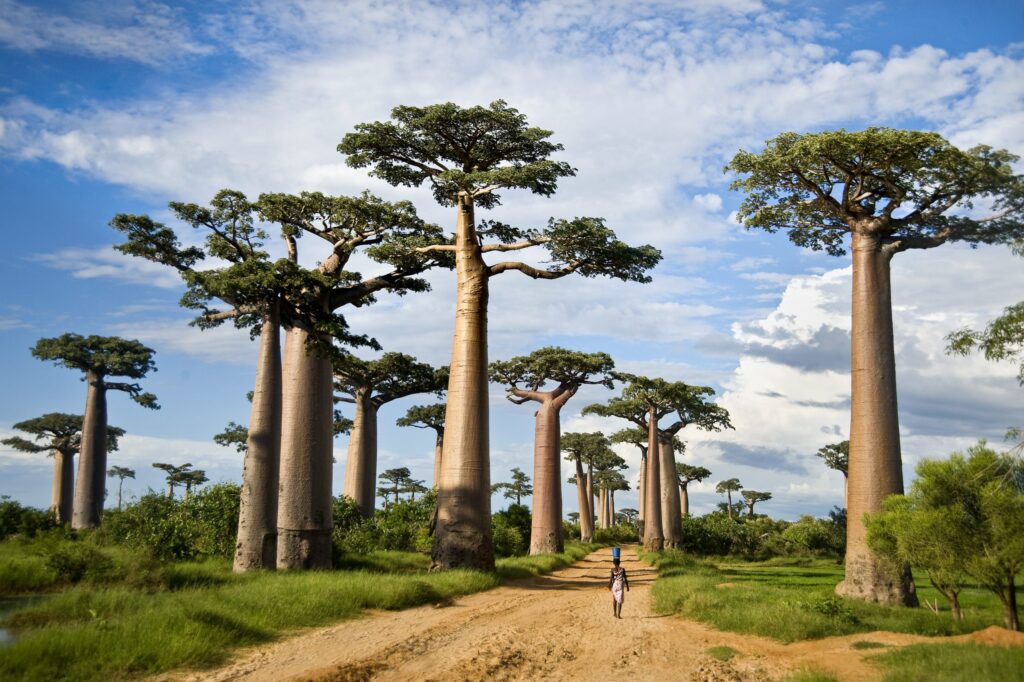 kokopelli-bungalows-zanzibar-TARANGIRE NATIONAL PARK