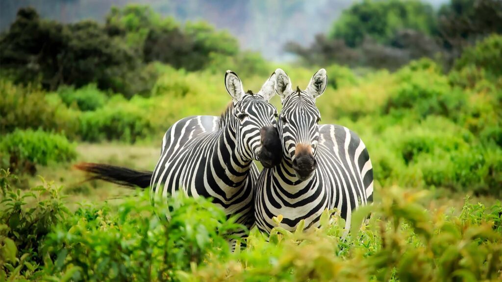 kokopelli-bungalows-zanzibar-mikuminationalpark