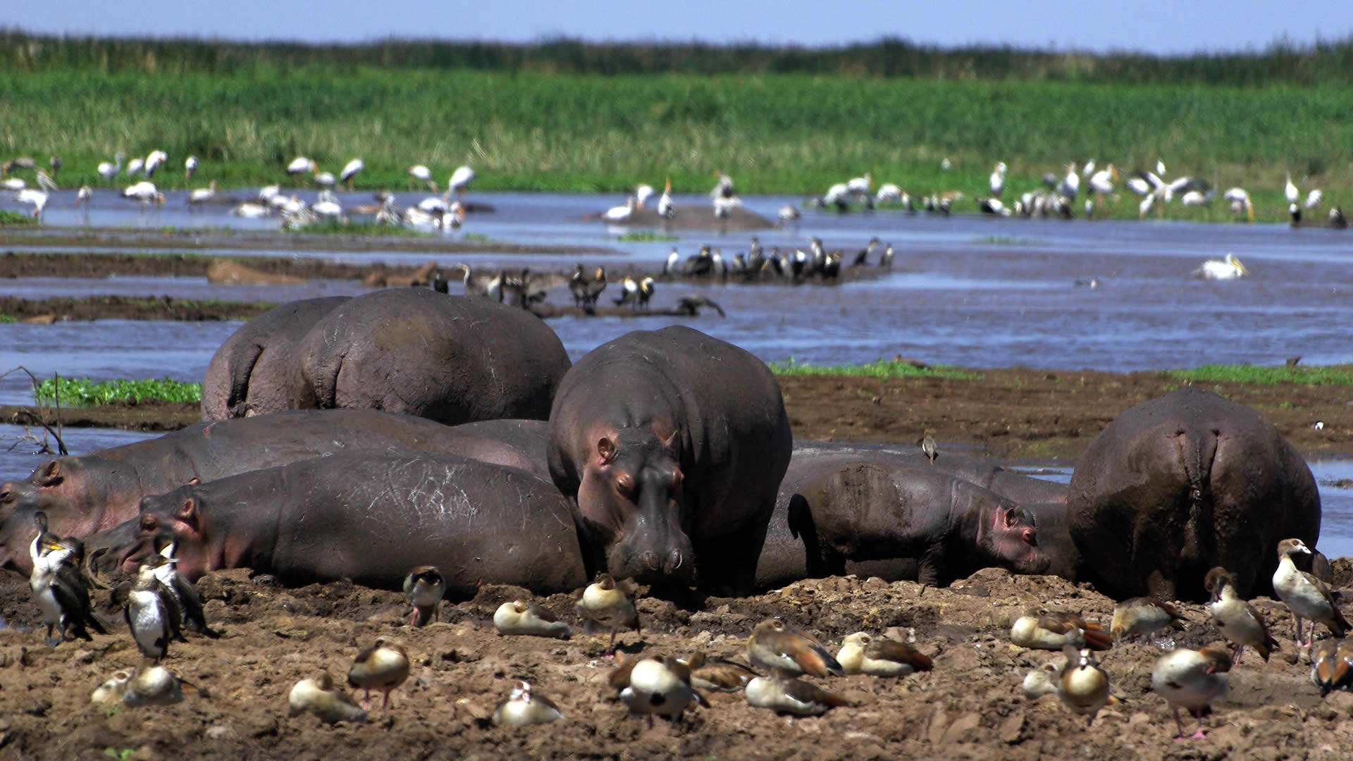 kokopelli-bungalows-zanzibar-safaris-lake-manyara-4